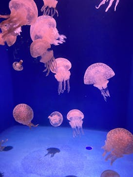 新江ノ島水族館に投稿された画像（2024/10/4）