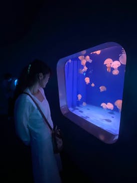 新江ノ島水族館に投稿された画像（2024/10/4）