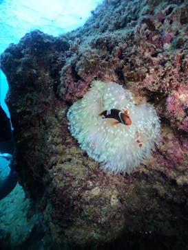 武藤潜水に投稿された画像（2024/10/4）