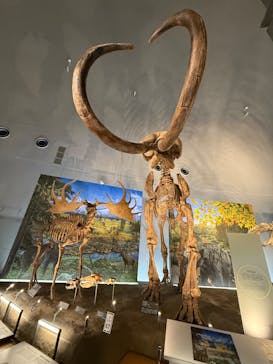 福井県立恐竜博物館に投稿された画像（2024/10/4）