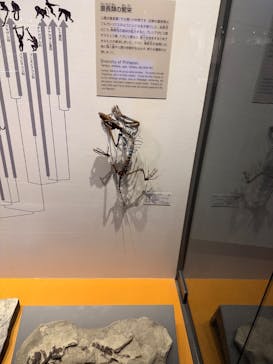 福井県立恐竜博物館に投稿された画像（2024/10/4）