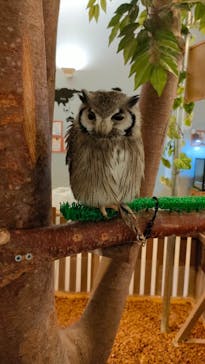 Moff animal cafe イオンモール幕張新都心店に投稿された画像（2024/10/4）