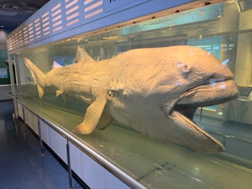 沖縄美ら海水族館に投稿された画像（2024/10/4）