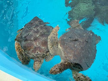 沖縄美ら海水族館に投稿された画像（2024/10/4）