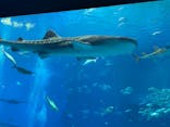 沖縄美ら海水族館に投稿された画像（2024/10/4）