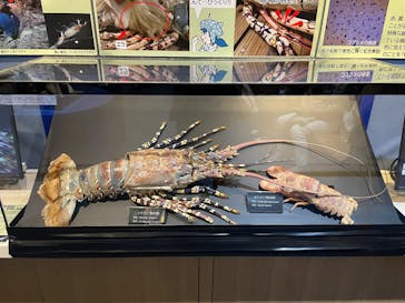 沖縄美ら海水族館に投稿された画像（2024/10/4）