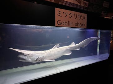 沖縄美ら海水族館に投稿された画像（2024/10/4）