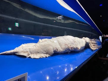 沖縄美ら海水族館に投稿された画像（2024/10/4）