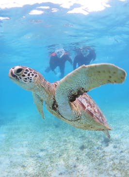 アマミエンシスに投稿された画像（2024/10/4）