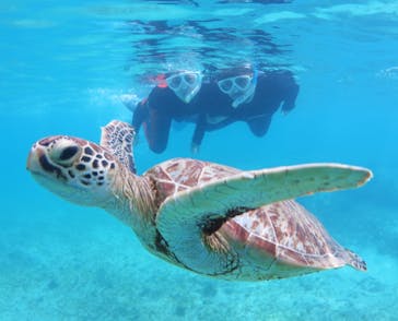 アマミエンシスに投稿された画像（2024/10/4）