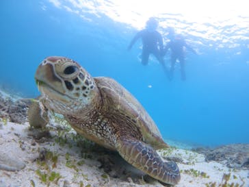 アマミエンシスに投稿された画像（2024/10/4）