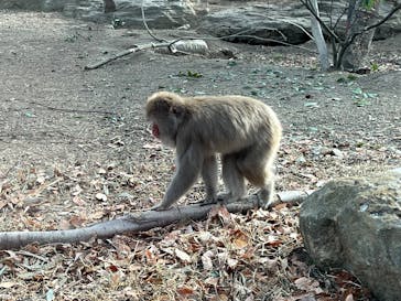 群馬サファリパークに投稿された画像（2024/10/4）