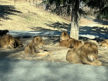 群馬サファリパークに投稿された画像（2024/10/4）