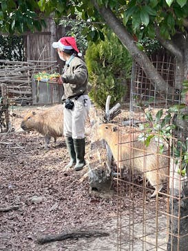 群馬サファリパークに投稿された画像（2024/10/4）