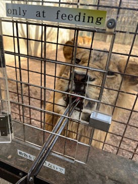 群馬サファリパークに投稿された画像（2024/10/4）