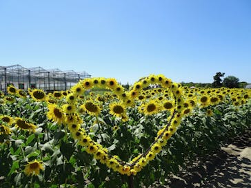 淡路ファームパーク イングランドの丘に投稿された画像（2024/10/4）