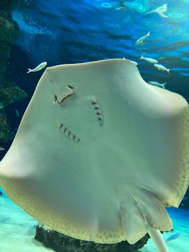 サンシャイン水族館に投稿された画像（2024/10/5）