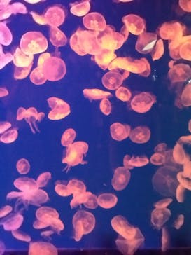 名古屋港水族館に投稿された画像（2024/10/5）