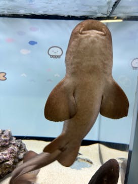 アクアワールド茨城県大洗水族館に投稿された画像（2024/10/5）