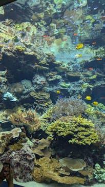 沖縄美ら海水族館に投稿された画像（2024/10/5）