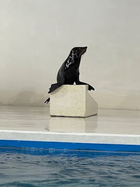 登別マリンパークニクスに投稿された画像（2024/10/5）