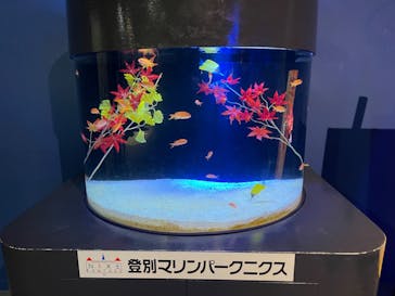 登別マリンパークニクスに投稿された画像（2024/10/5）