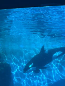 名古屋港水族館に投稿された画像（2024/10/5）