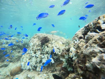 武藤潜水に投稿された画像（2024/10/5）