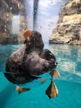 アクアワールド茨城県大洗水族館に投稿された画像（2024/10/5）