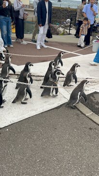 越前松島水族館に投稿された画像（2024/10/5）