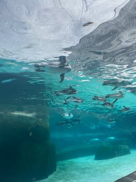天王寺動物園に投稿された画像（2024/10/5）