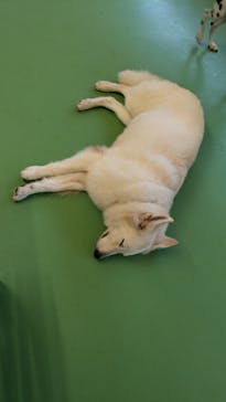 つくばわんわんランドに投稿された画像（2024/10/5）