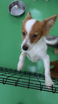 つくばわんわんランドに投稿された画像（2024/10/5）