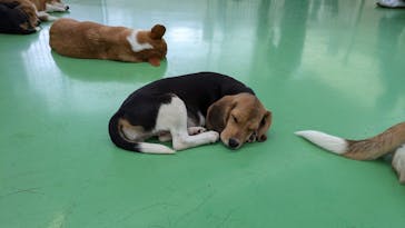 つくばわんわんランドに投稿された画像（2024/10/5）