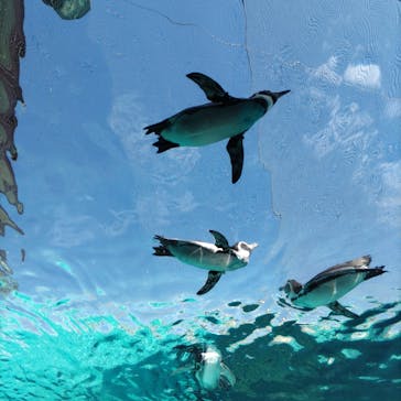 天王寺動物園に投稿された画像（2024/10/5）