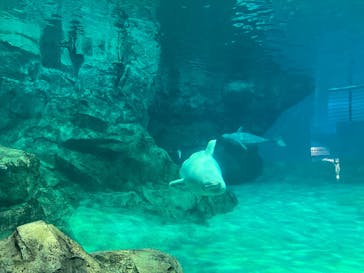名古屋港水族館に投稿された画像（2024/10/5）