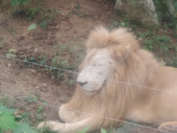 秋吉台自然動物公園 サファリランドに投稿された画像（2024/10/5）