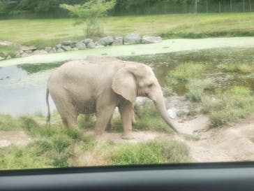 秋吉台自然動物公園 サファリランドに投稿された画像（2024/10/5）