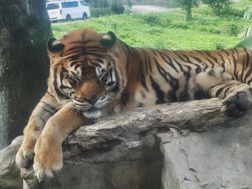 秋吉台自然動物公園 サファリランドに投稿された画像（2024/10/5）