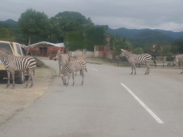 秋吉台自然動物公園 サファリランドに投稿された画像（2024/10/5）