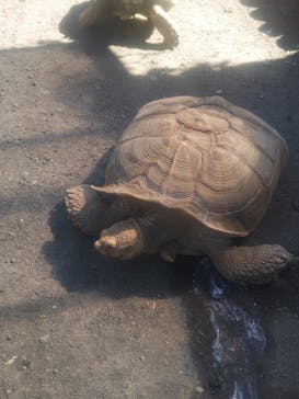 秋吉台自然動物公園 サファリランドに投稿された画像（2024/10/5）