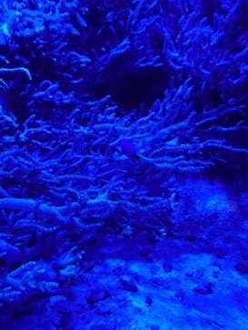 アクアワールド茨城県大洗水族館に投稿された画像（2024/10/5）