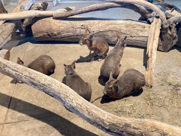 霞ケ浦 どうぶつとみんなのいえに投稿された画像（2024/10/5）