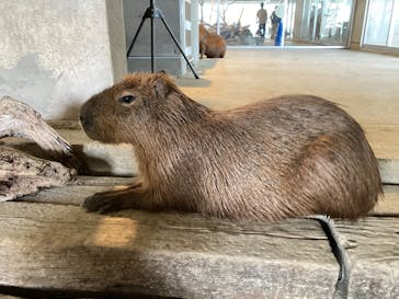 霞ケ浦 どうぶつとみんなのいえに投稿された画像（2024/10/5）