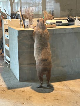 霞ケ浦 どうぶつとみんなのいえに投稿された画像（2024/10/5）