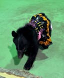 奥飛騨クマ牧場に投稿された画像（2024/10/5）