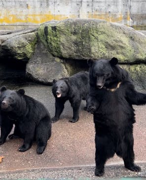 奥飛騨クマ牧場に投稿された画像（2024/10/5）