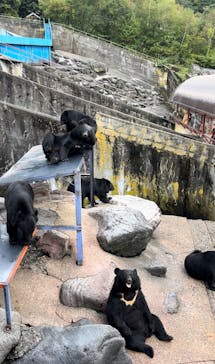 奥飛騨クマ牧場に投稿された画像（2024/10/5）