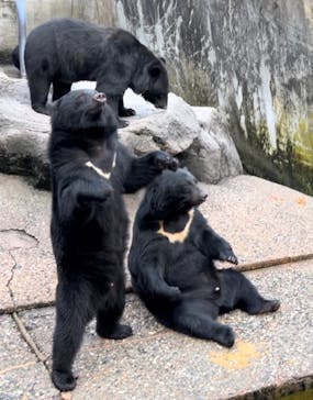 奥飛騨クマ牧場に投稿された画像（2024/10/5）