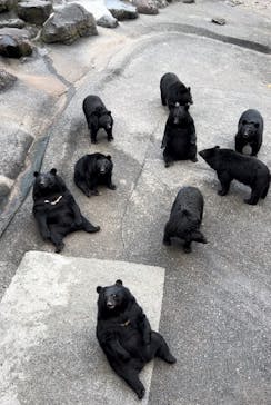 奥飛騨クマ牧場に投稿された画像（2024/10/5）